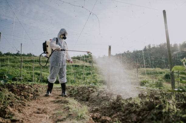 Best Pest Control for Homes  in Mmaduke, AR